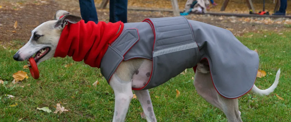 GREYHOUND SOFTSHELL DOG COAT   NECK WARMER / MADE TO ORDER