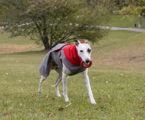 GREYHOUND SOFTSHELL DOG COAT   NECK WARMER / MADE TO ORDER